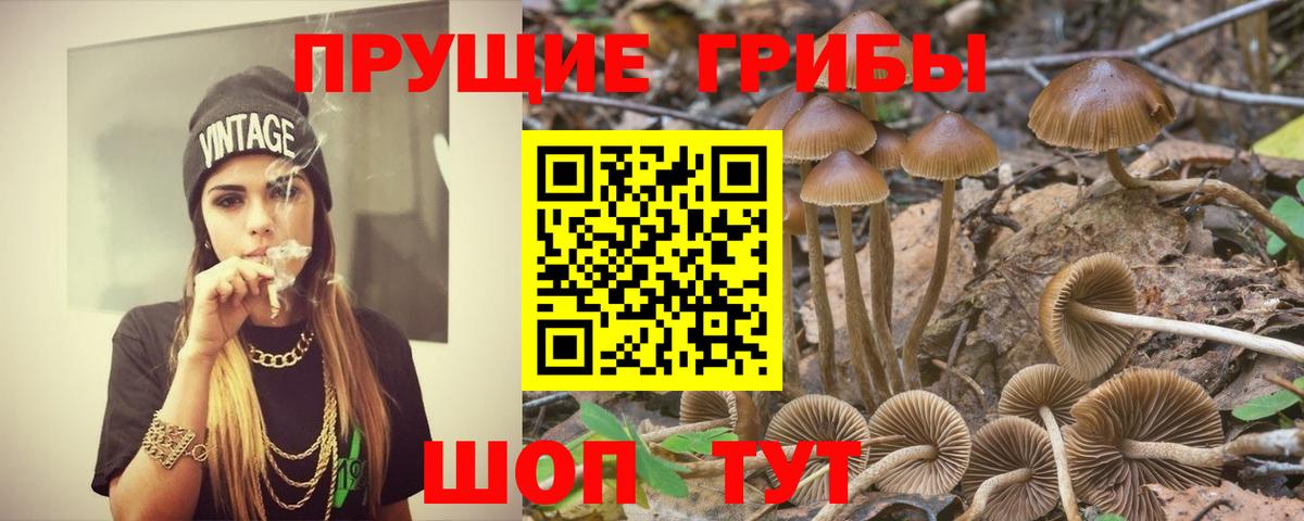 Псилоцибиновые грибы Psilocybine cubensis Дмитров